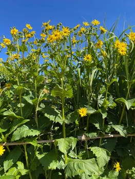 Cup plant,Silphium perfoliatum,Bewachsenblaettrige Becher plant comes from the USA and is used there as a fodder plant and energy plant. Cup plant,Silphium perfoliatum,cup plant comes from the USA and is used there as a fodder plant and energy plant.