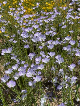 French flax,Linum Narbonense,a blue flower that provides color accents in the garden or on the balcony. French flax,Linum Narbonense,a blue flower that provides colorful accents in the garden or on the balcony.