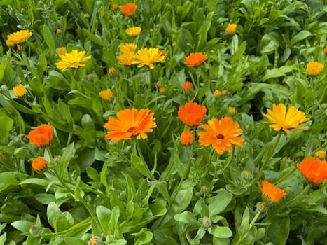 Calendula,Calendula officinalis is an important medicinal plant with yellow flowers. It is also used in medicine. Marigold,Calendula officinalis is an important medicinal plant with yellow flowers. It is also used in medicine.