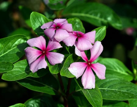 Madagascar evergreen,Cathranthus roseus,is an important medicinal plant with pink or white flowers and is used in medicine. Madagascar evergreen,Cathranthus roseus,is an important medicinal plant with pink or white flowers and is used in medicine.