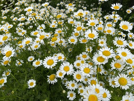 Roman Bertram,Anacycle pyrethrum,is an important medicinal plant with white flowers and is used in medicine. Roman Bertram,Anacycle pyrethrum,is an important medicinal plant with white flowers and is used in medicine.