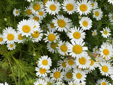 Roman Bertram,Anacycle pyrethrum,is an important medicinal plant with white flowers and is used in medicine. Roman Bertram,Anacycle pyrethrum,is an important medicinal plant with white flowers and is used in medicine.