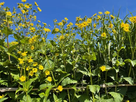 Cup plant,Silphium perfoliatum,Bewachsenblaettrige Becher plant comes from the USA and is used there as a fodder plant and energy plant. Cup plant,Silphium perfoliatum,cup plant comes from the USA and is used there as a fodder plant and energy plant.