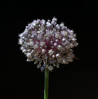 Leek,allium,porrum,is a medicinal plant,and one of the most important kitchen herbs. Leek,Allium,porrum,is a medicinal plant and one of the most important kitchen herbs.