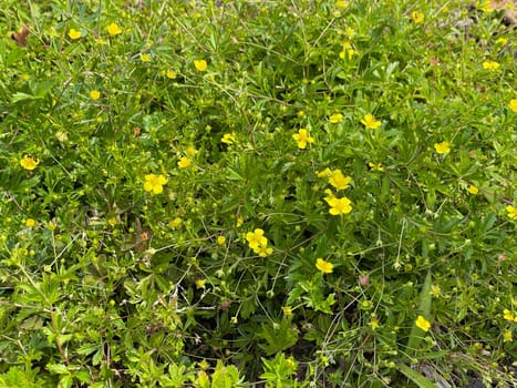 Bloodroot,Potentilla erecta,is an important medicinal plant with yellow flowers. Bloodroot,Potentilla erecta,is an important medicinal plant with yellow flowers