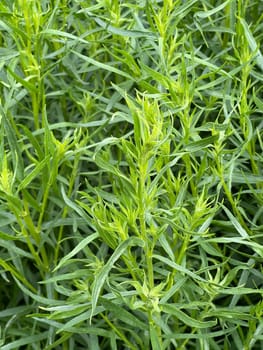 Tarragon,Artemisia dracunculus,is an important medicinal and herbaceous plant. Tarragon,Artemisia Dracunculus,is an important medicinal and herb plant