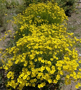 Yellow linen,linum,a yellow flower that provides color accents in the garden or on the balcony. Yellow linen,Linum,a yellow flower that provides color accents in the garden or on the balcony.