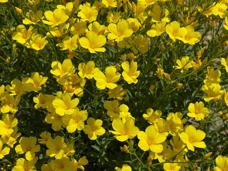 Yellow linen,linum,a yellow flower that provides color accents in the garden or on the balcony. Yellow linen,Linum,a yellow flower that provides color accents in the garden or on the balcony.