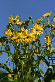 Cup plant,Silphium perfoliatum,Bewachsenblaettrige Becher plant comes from the USA and is used there as a fodder plant and energy plant. Cup plant,Silphium perfoliatum,cup plant comes from the USA and is used there as a fodder plant and energy plant.