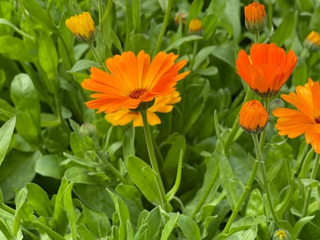 Calendula,Calendula officinalis is an important medicinal plant with yellow flowers. It is also used in medicine. Marigold,Calendula officinalis is an important medicinal plant with yellow flowers. It is also used in medicine.