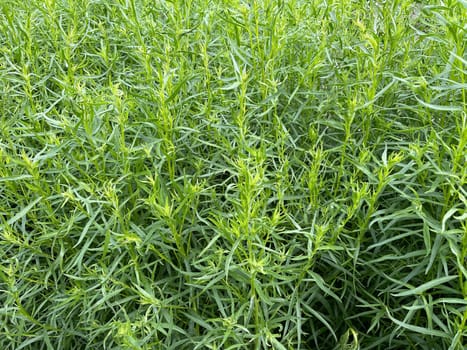 Tarragon,Artemisia dracunculus,is an important medicinal and herbaceous plant. Tarragon,Artemisia Dracunculus,is an important medicinal and herb plant