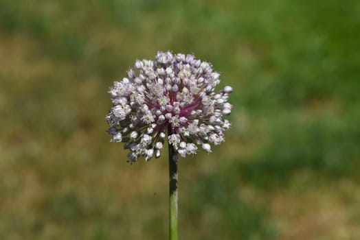 Leek,allium,porrum,is a medicinal plant,and one of the most important kitchen herbs. Leek,Allium,porrum,is a medicinal plant and one of the most important kitchen herbs.