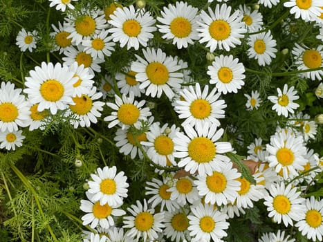 Roman Bertram,Anacycle pyrethrum,is an important medicinal plant with white flowers and is used in medicine. Roman Bertram,Anacycle pyrethrum,is an important medicinal plant with white flowers and is used in medicine.