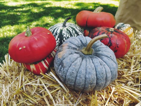 Gray pumpkin and several orange pumpkins on straw. Botanical variety of pumpkins. Vegetables zucchini and squash. Halloween symbol. Autumn harvest. Allhalloween, All Hallows Eve, or All Saints Eve.