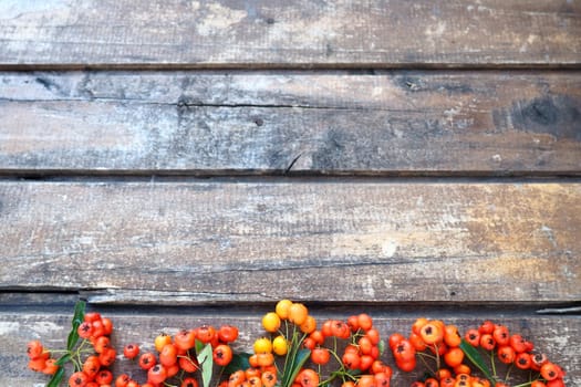 Red, orange and yellow winter berries on a horizontal wooden background. Rowan fruits are located along the lower edge of the background. New Year or Christmas natural background