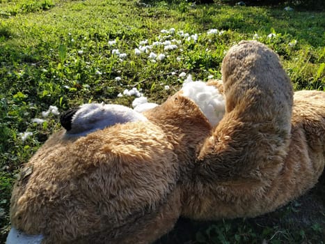 An unnecessary forgotten toy on the grass. A torn teddy bear lies on the ground. Violence and forgetfulness concept. White cotton wool is visible from the bear's chest. The filler is around the toy.