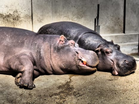Hippos lie and sleep. Male and female hippos, married couple. The animal has bared its fangs and drool during sleep. Hippos bask in the sun. The drenched wall. Zoo Belgrade, Serbia