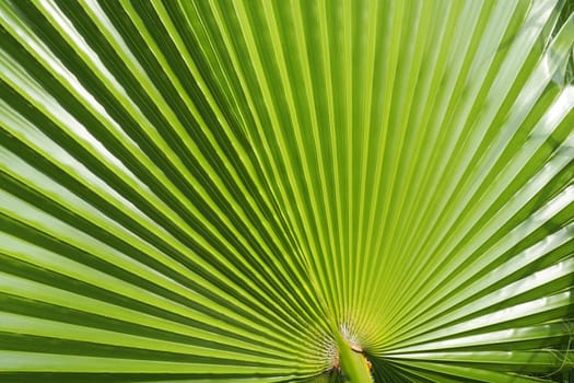 Palm leaves texture with shadow and light. Palm leaves of bright green and yellow colors. Tropical beautiful background. Summer beach tourism. Pleated leaves