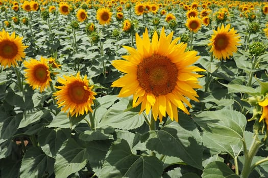 Agricultural sunflowers field. The Helianthus sunflower is a genus of plants in the Asteraceae family. Annual sunflower and tuberous sunflower. Blooming bud with yellow petals. Furry leaves. Serbia