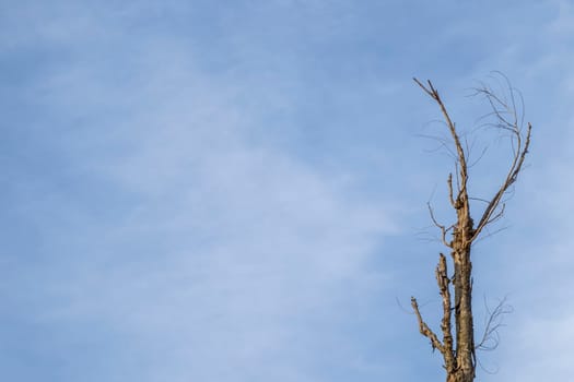 Top of dry wood with blue sky.