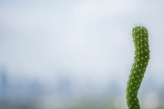 A cactus green on the city background