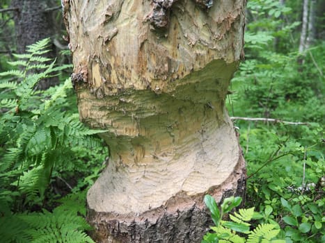 A tree gnawed by a beaver. Damaged bark and wood. The work of a beaver for the construction of a dam. Taiga, Karelia, Russia. Hunting and fishing. Life activity of European forest animals