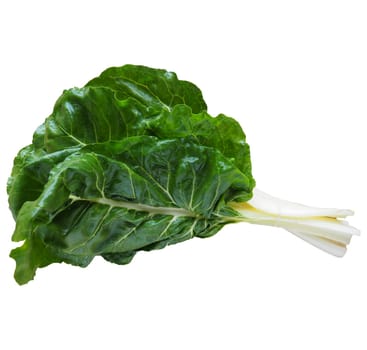 Mangold Beta vulgaris. Biennial herb, a subspecies of common beet. Fortified green lettuce leaves. Vegetarian or healthy food. Washed chard. Fresh harvested swiss chard from an organic farm.