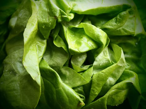 lettuce. An annual herb of the genus Lettuce of the Asteraceae family. Delicious fortified leaves. Green salad or side dish. Fresh herbs for healthy eating.