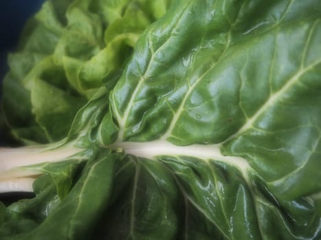 Mangold Beta vulgaris. Biennial herb, a subspecies of common beet. Fortified green lettuce leaves. Vegetarian or healthy food. Washed chard. Fresh harvested swiss chard from an organic farm