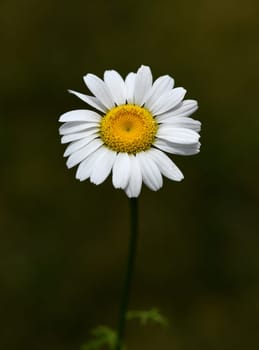 Roman Bertram,Anacycle pyrethrum,is an important medicinal plant with white flowers and is used in medicine. Roman Bertram,Anacycle pyrethrum,is an important medicinal plant with white flowers and is used in medicine.