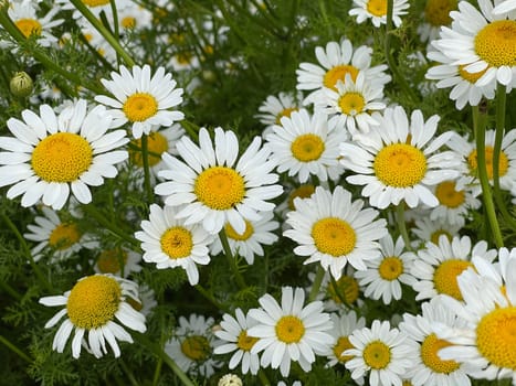 Roman Bertram,Anacycle pyrethrum,is an important medicinal plant with white flowers and is used in medicine. Roman Bertram,Anacycle pyrethrum,is an important medicinal plant with white flowers and is used in medicine.