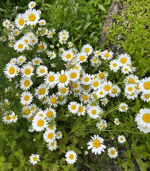 Roman Bertram,Anacycle pyrethrum,is an important medicinal plant with white flowers and is used in medicine. Roman Bertram,Anacycle pyrethrum,is an important medicinal plant with white flowers and is used in medicine.