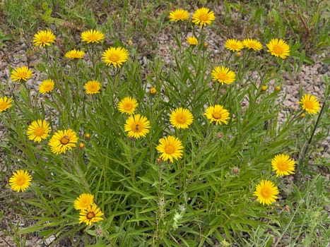 Sword elecampane,it is a perennial herbaceous plant that reaches growth heights of 10 to 40 cm with an upright stalk. Sword elecampane,it is a perennial herbaceous plant that reaches heights of growth of 10 to 40 cm with an upright stalk.