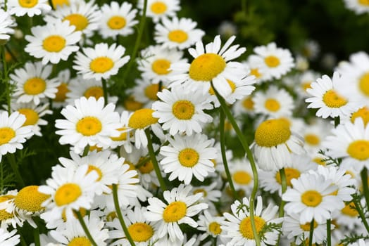Roman Bertram,Anacycle pyrethrum,is an important medicinal plant with white flowers and is used in medicine. Roman Bertram,Anacycle pyrethrum,is an important medicinal plant with white flowers and is used in medicine.