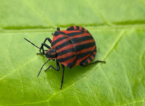 The striped bug,Graphosoma lineatum,is a species of stink bug in the Graphosoma family. The striped bug,Graphosoma lineatum,is a member of the stink bug family.