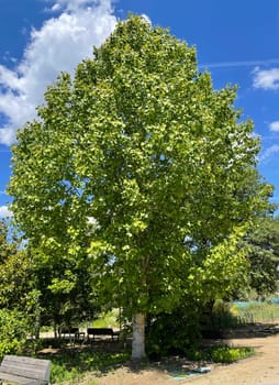 Tulip tree,Liriodendron tulipifera has beautiful tulip-shaped leaves. Tulip tree,Liriodendron tulipifera has beautiful tulip shaped leaves.
