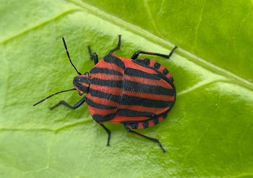 The striped bug,Graphosoma lineatum,is a species of stink bug in the Graphosoma family. The striped bug,Graphosoma lineatum,is a member of the stink bug family.