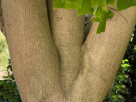 Tulip tree,Liriodendron tulipifera has beautiful tulip-shaped leaves. Tulip tree,Liriodendron tulipifera has beautiful tulip shaped leaves.