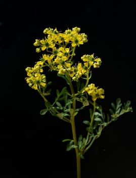 Rue,Ruta graveolens,is an important medicinal plant with yellow-green flowers. It is a perennial and is also used in the kitchen as a spice and in medicine. Rue,Ruta graveolens,is an important medicinal plant with yellow-green flowers. It is a perennial and is also used in the kitchen as a seasoning and in medicine.