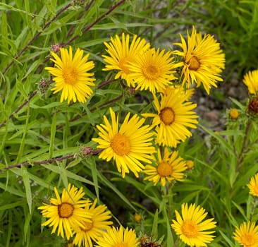 Sword elecampane,it is a perennial herbaceous plant that reaches growth heights of 10 to 40 cm with an upright stalk. Sword elecampane,it is a perennial herbaceous plant that reaches heights of growth of 10 to 40 cm with an upright stalk.