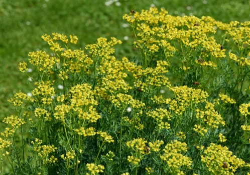 Rue,Ruta graveolens,is an important medicinal plant with yellow-green flowers. It is a perennial and is also used in the kitchen as a spice and in medicine. Rue,Ruta graveolens,is an important medicinal plant with yellow-green flowers. It is a perennial and is also used in the kitchen as a seasoning and in medicine.