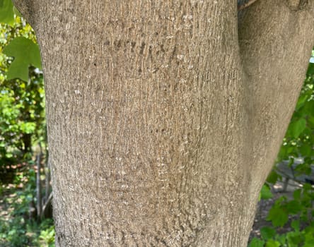 Tulip tree,Liriodendron tulipifera has beautiful tulip-shaped leaves. Tulip tree,Liriodendron tulipifera has beautiful tulip shaped leaves.