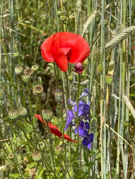 Papaver is a genus of flowering plants in the poppy family. Corn poppy,Papaver is a genus of plants from the poppy family with red flowers.