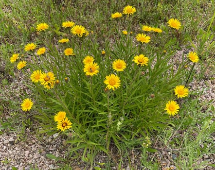 Sword elecampane,it is a perennial herbaceous plant that reaches growth heights of 10 to 40 cm with an upright stalk. Sword elecampane,it is a perennial herbaceous plant that reaches heights of growth of 10 to 40 cm with an upright stalk.