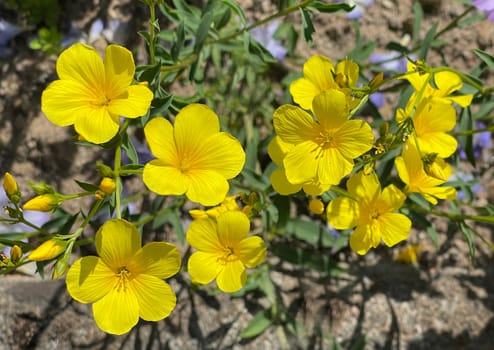 Linum hirsutum is a species of flowering plant in the Linaceae family. The shaggy flax,Linum hirsutum,also called shaggy flax,is a plant species from the genus flax,Linum,within the flax family.