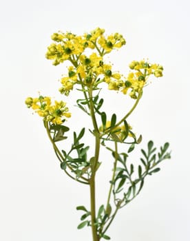 Rue,Ruta graveolens,is an important medicinal plant with yellow-green flowers. It is a perennial and is also used in the kitchen as a spice and in medicine. Rue,Ruta graveolens,is an important medicinal plant with yellow-green flowers. It is a perennial and is also used in the kitchen as a seasoning and in medicine.