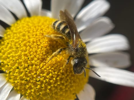 Roman Bertram,Anacycle pyrethrum,is an important medicinal plant with white flowers and is used in medicine. Roman Bertram,Anacycle pyrethrum,is an important medicinal plant with white flowers and is used in medicine.