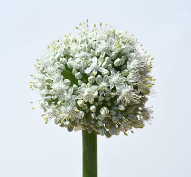 Onion,Allium cepa,is a medicinal plant,and one of the most important cuisine. Onion,Allium cepa,is a medicinal plant and one of the most important culinary herbs.