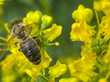 Rue,Ruta graveolens,is an important medicinal plant with yellow-green flowers. It is a perennial and is also used in the kitchen as a spice and in medicine. Rue,Ruta graveolens,is an important medicinal plant with yellow-green flowers. It is a perennial and is also used in the kitchen as a seasoning and in medicine.