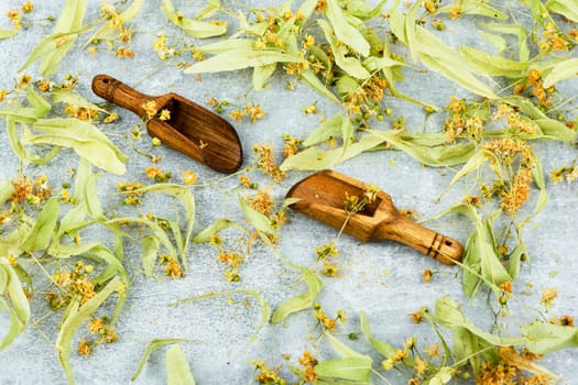 Healing inflorescences of linden for preparing tea, herbal medicine, medicinal plants.